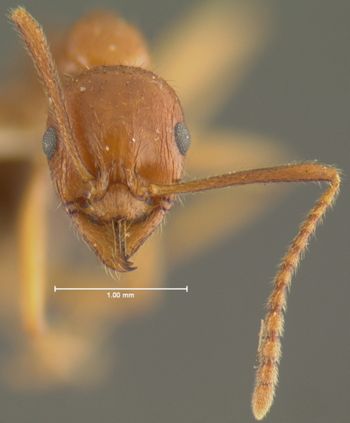 Media type: image; Entomology 28921   Aspect: head frontal view